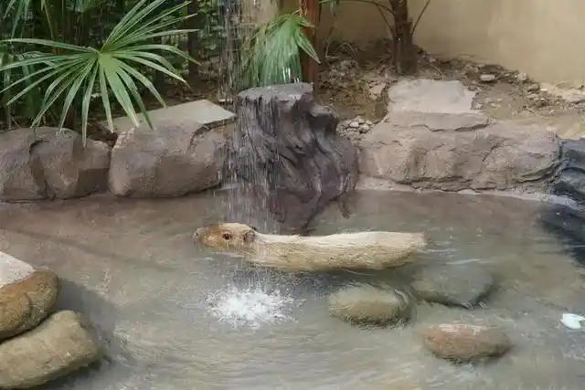 扬州“越狱”卡皮巴拉喜提泳池别墅