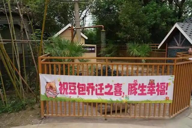 扬州“越狱”卡皮巴拉喜提泳池别墅