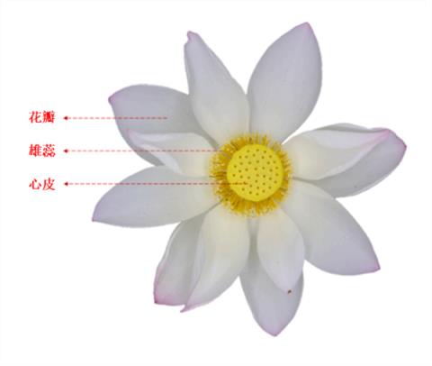 荷花的香味到底来源于哪里(图2)