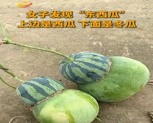 女子在瓜地发现“东西瓜” 网友戏称：是黄