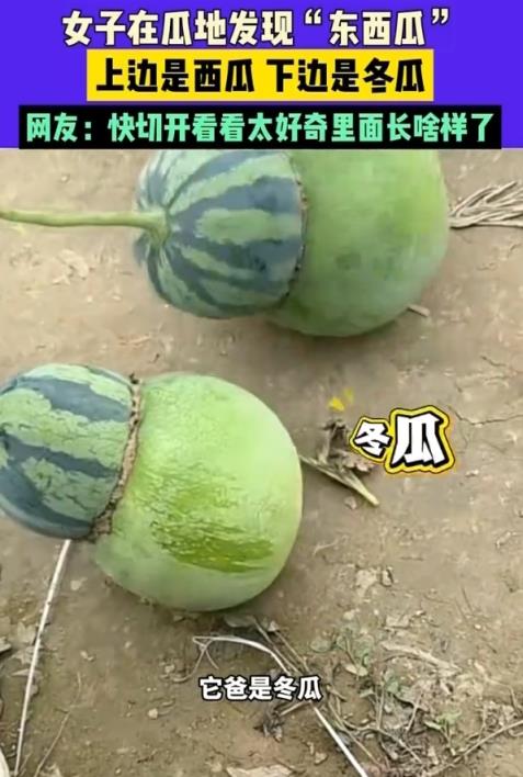 女子在瓜地发现“东西瓜”：它妈是西瓜 它爸是冬瓜 网友好奇里面长啥样(图2)