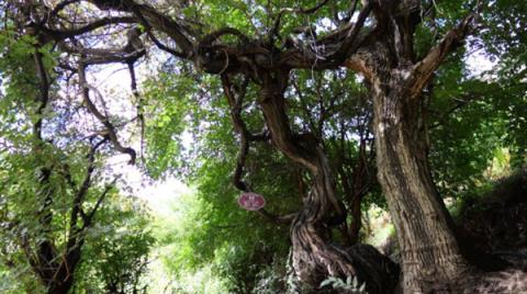 树龄达416年！西藏发现高海拔地区已知寿