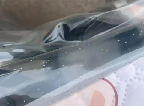 河南多地遭“小白虫”侵袭：成群飞虫影响市民出行(图1)