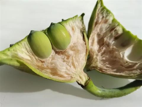 高碳水却低GI的应季美食：三高也能放心吃！错过后悔一年(图3)