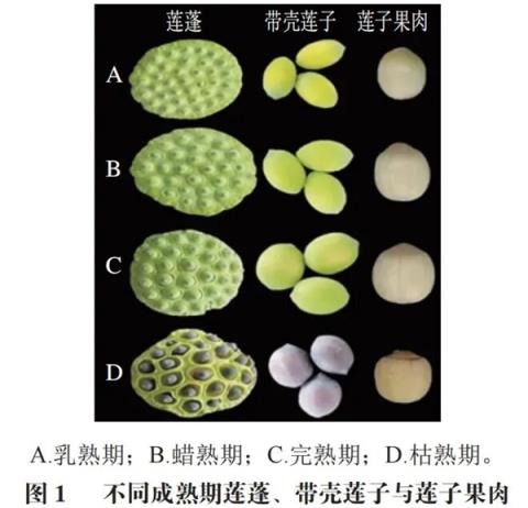 高碳水却低GI的应季美食：三高也能放心吃！错过后悔一年(图6)