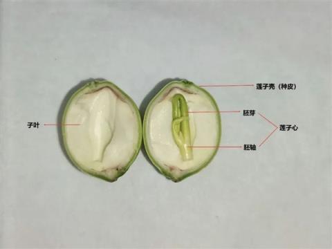 高碳水却低GI的应季美食：三高也能放心吃！错过后悔一年(图7)