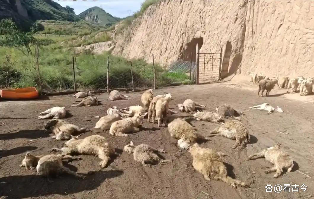 狼来啦?陕西一村民称2只狼咬死30只羊?当地回应正在调查中