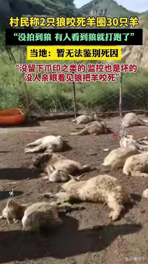 狼来啦?陕西一村民称2只狼咬死30只羊?当地回应正在调查中