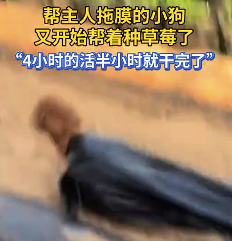 帮主人拖膜的小狗开始帮种草莓 4小时的活半小时就干完了