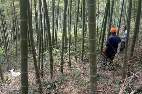 9只羊晚上推开栅栏越狱 新鲜羊粪暴漏行踪 找到时正在山顶悠闲吃草(图2)
