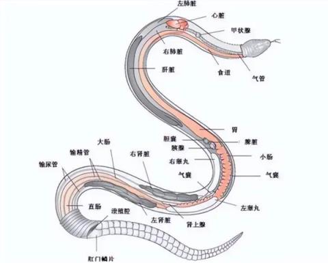 全身都是肉还没有肌间刺 蛇为何进化到如此适合人类食用(图7)