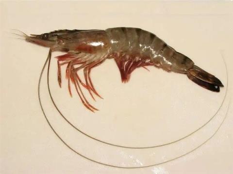 全身都是肉还没有肌间刺 蛇为何进化到如此适合人类食用(图11)