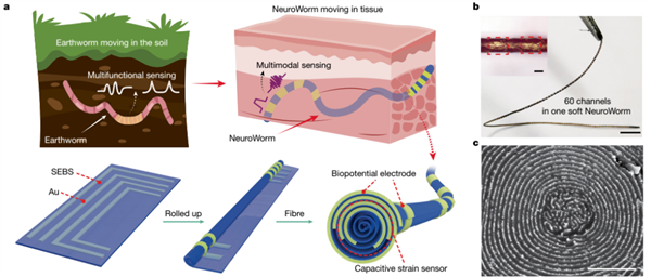 细如发丝!我国成功研制新一代脑机接口功能电极:受蚯蚓启发 能在脑子里“爬”-图2 细如发丝!我国成功研制新一代脑机接口功能电极:受蚯蚓启发 能在脑子里“爬”-图2