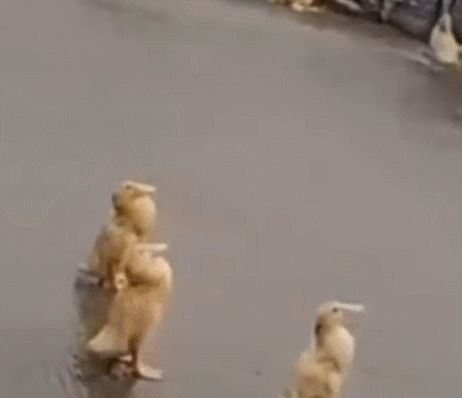 为什么下雨时 鸭子就在雨中傻站着一动不动
