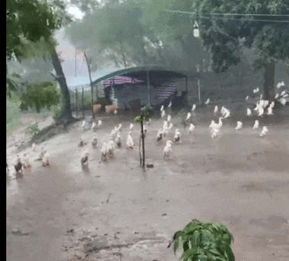为什么下雨时 鸭子就在雨中傻站着一动不动(图2)