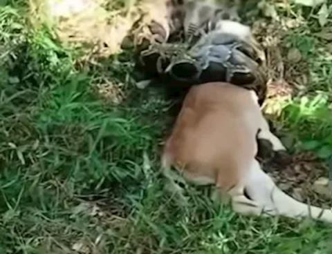 广东一条20斤蟒蛇生吞小牛犊 被抓时张开血盆大口抗议