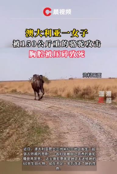 澳大利亚女子被150公斤重的骆驼攻击 胸腔被压碎致死 专家：骆驼战斗力相当惊人(图1)