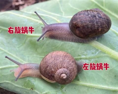 新西兰为一只蜗牛征婚：“左撇子”螺壳反向注孤生(图1)