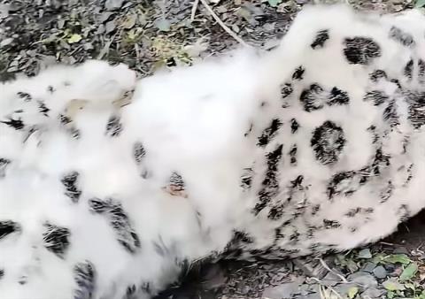 乌鲁木齐天山后峡发现一只死亡雪豹：初步断定从悬崖不慎跌落(图1)