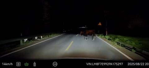 问界M7夜间山路偶遇大黑牛：暗光环境AEB一脚刹停(图3)