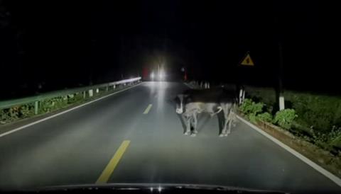 问界M7夜间山路偶遇大黑牛：暗光环境AEB一脚刹停(图4)