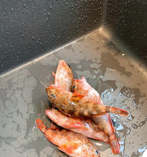 清蒸虎头鱼的做法（如何做出鲜嫩美味的清蒸虎头鱼）
