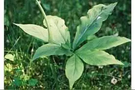 半夏为什么要培土？半夏怎么种植？