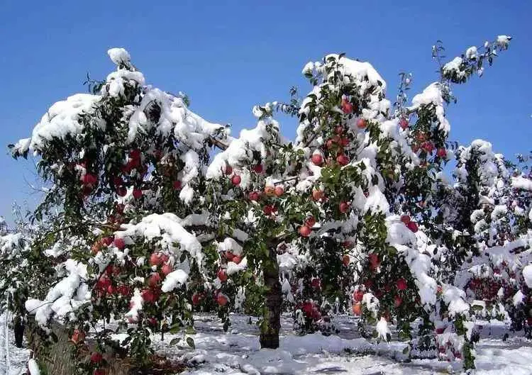 为什么要剪橘子的原因？果树为什么要修剪？