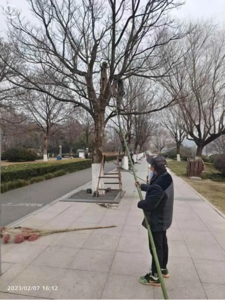 树为什么要剪树枝？树木冬剪好还是春剪好？