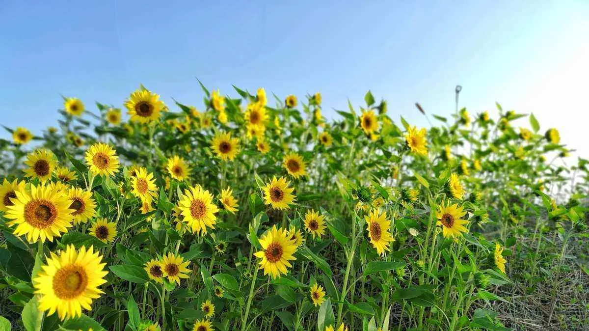 为什么植物喜欢阳光？了解植物对光的感应和光合作用