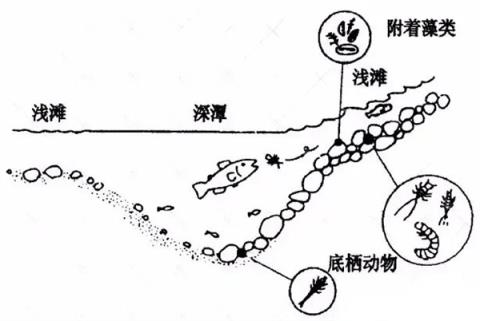 淡水鱼被冲入大海后去哪了 还能活吗(图6)