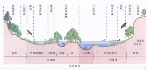 淡水鱼被冲入大海后去哪了 还能活吗(图8)