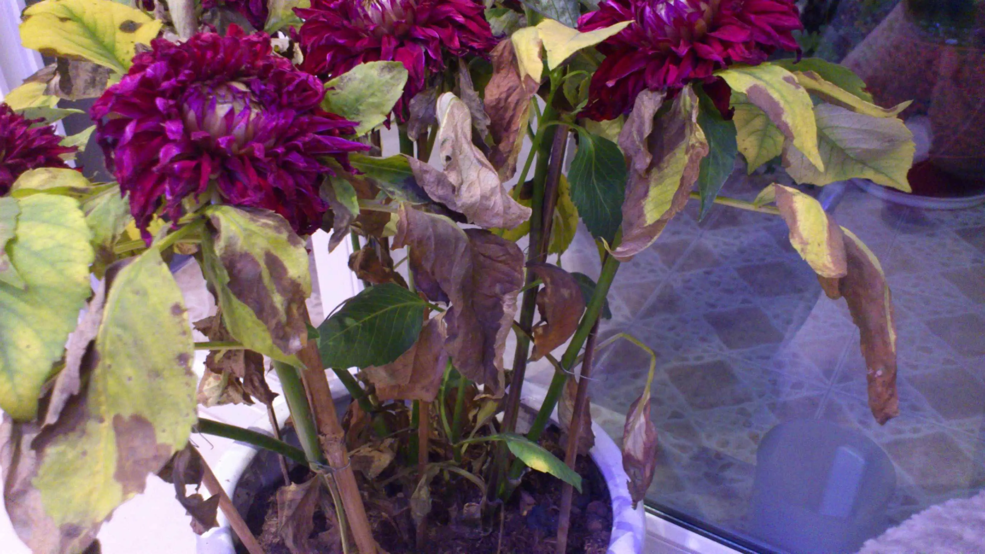 为什么植物会枯萎？家里植物枯萎被认为不祥之兆