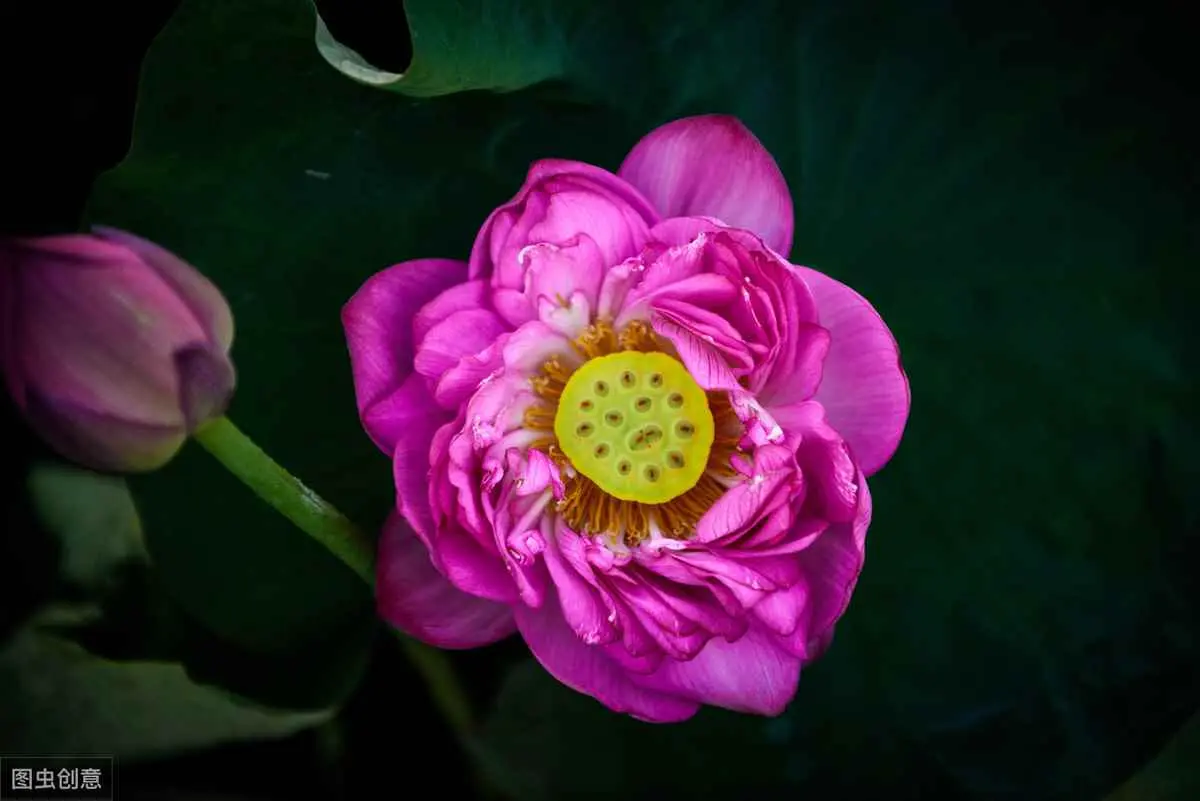 睡莲为什么不长叶子？碗莲不长立叶，主要有4个原因