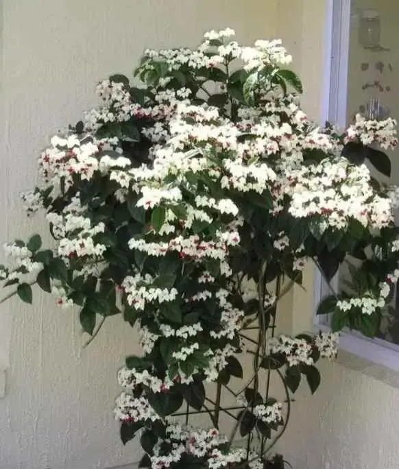 龙吐珠为什么叶子发黄