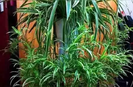 吊兰为什么会掉叶子？吊兰为什么叶子容易折断？