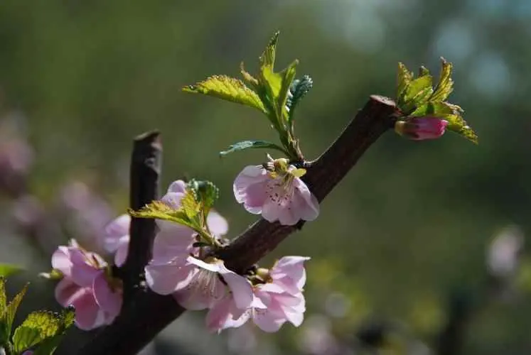 花儿为什么有香味？为什么花的香味会有那么多不同