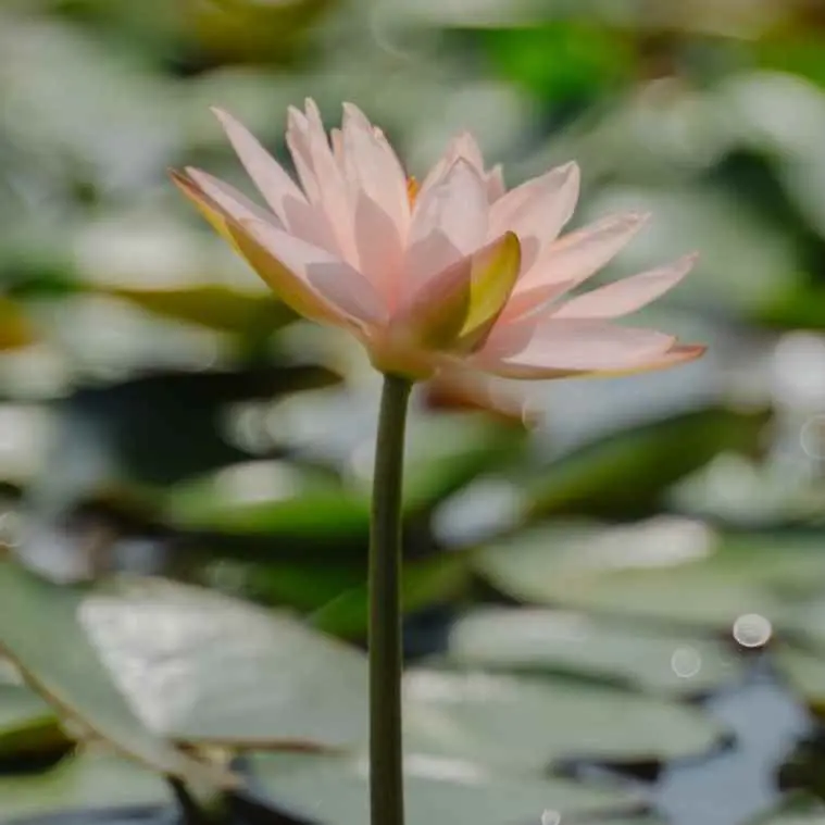 睡莲为什么不睡觉？睡莲真的需要睡觉吗？