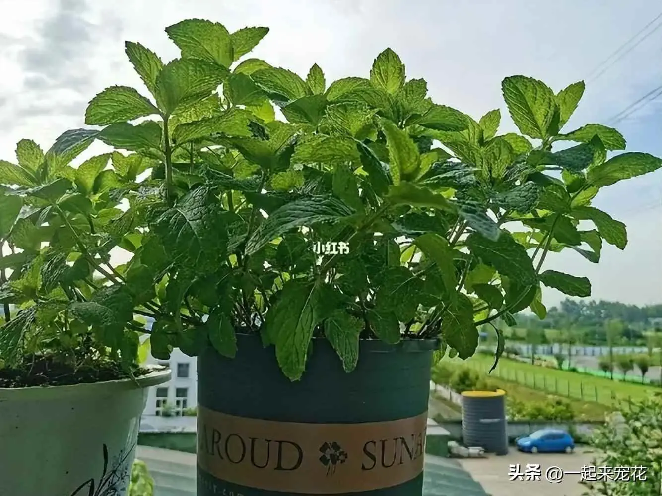 薄荷为什么黄叶子怎么养？高手养薄荷有技巧