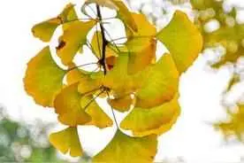 红枫为什么会变红的原因？枫叶变红的原因