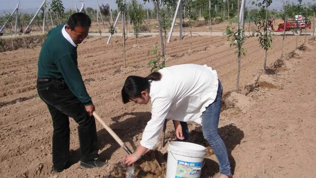 春季为什么施肥？果园春季施肥技巧浅析