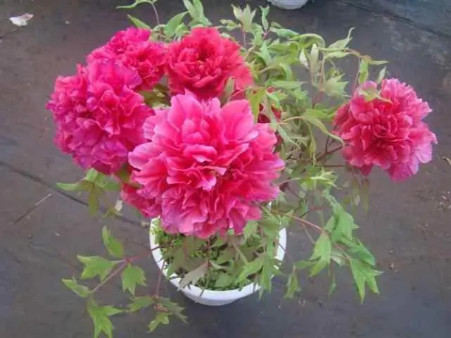 花叶为什么长不开？阳台盆花不开花的原因！