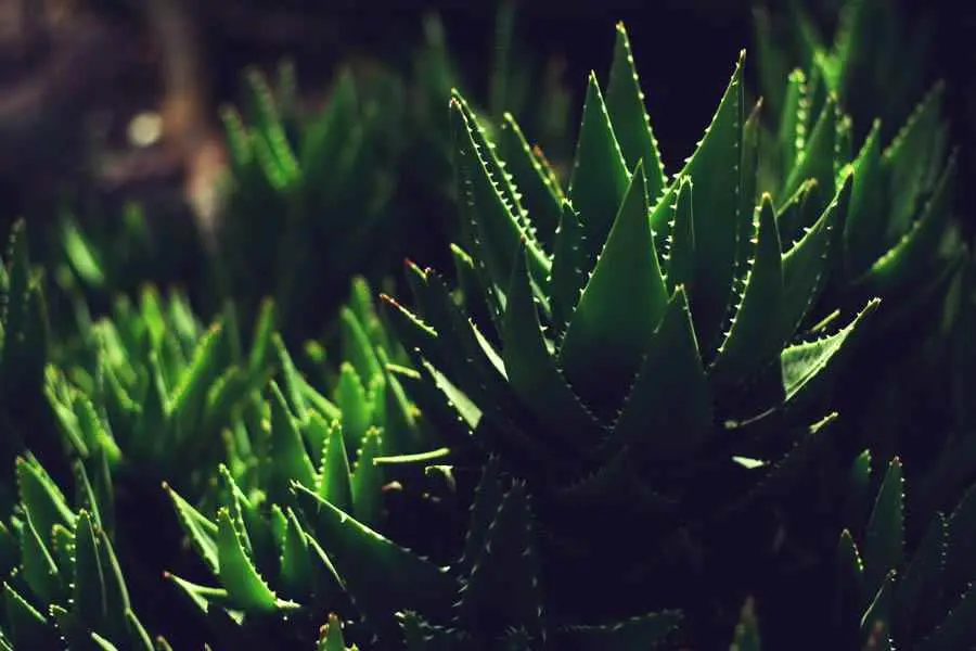 芦荟为什么不扎根？家里芦荟这样养才旺盛！