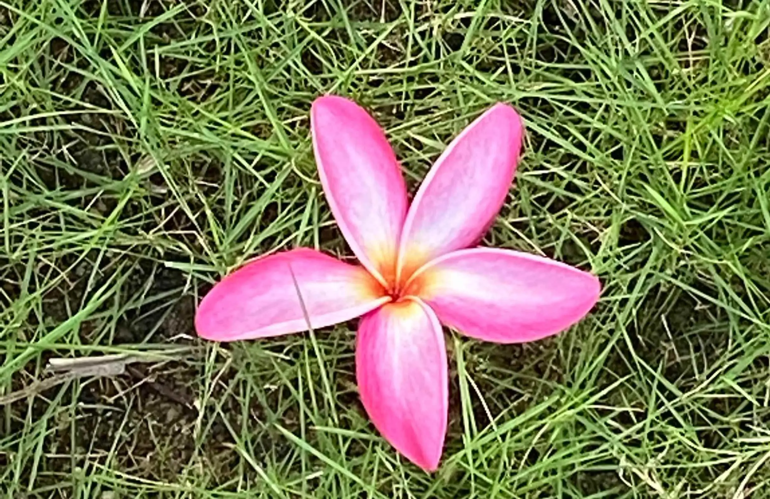 为什么多层住宅越来越受欢迎？为何有人不断从高层搬到多层？