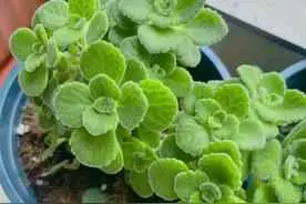 碰碰香为什么会黄叶？碰碰香叶子发黄的原因分析