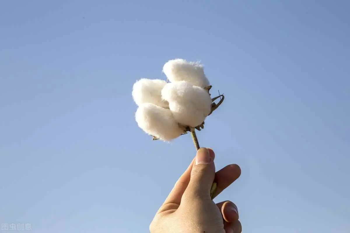 为什么棉可以保暖？为什么纯棉的衣服穿着舒服？