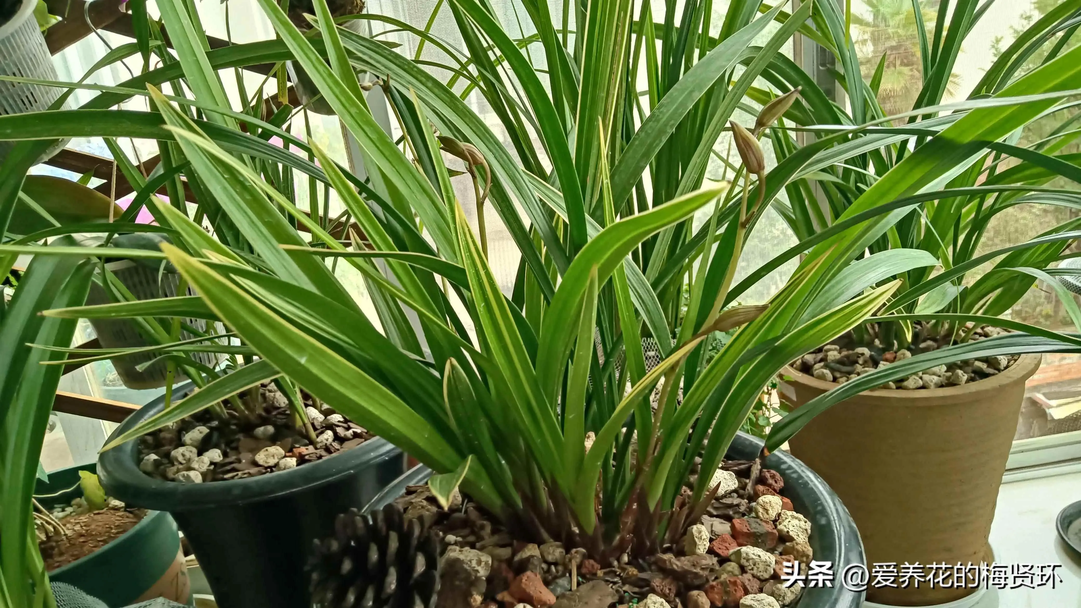 兰花为什么会有黄叶子？夏季兰花叶片发黄？