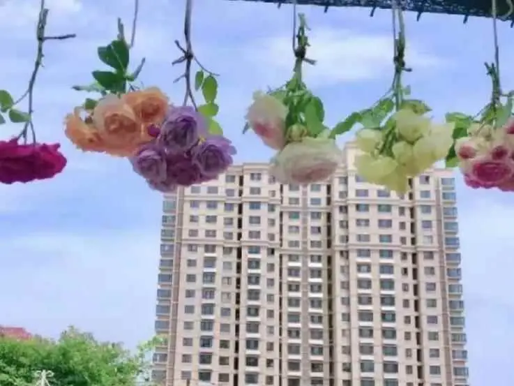 干花为什么臭？干花的制作及摆放的位置