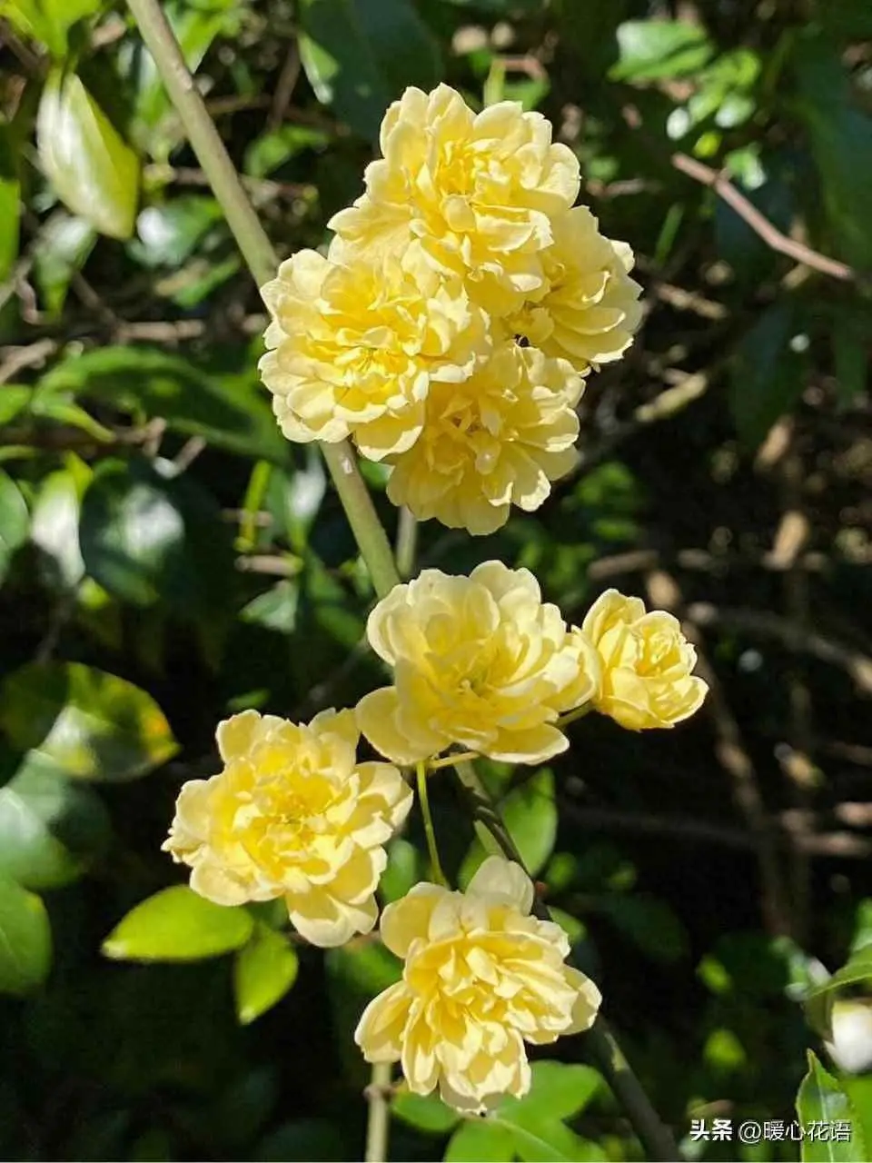 木香为什么叶子黄了？黄木香的养殖方法和注意事项