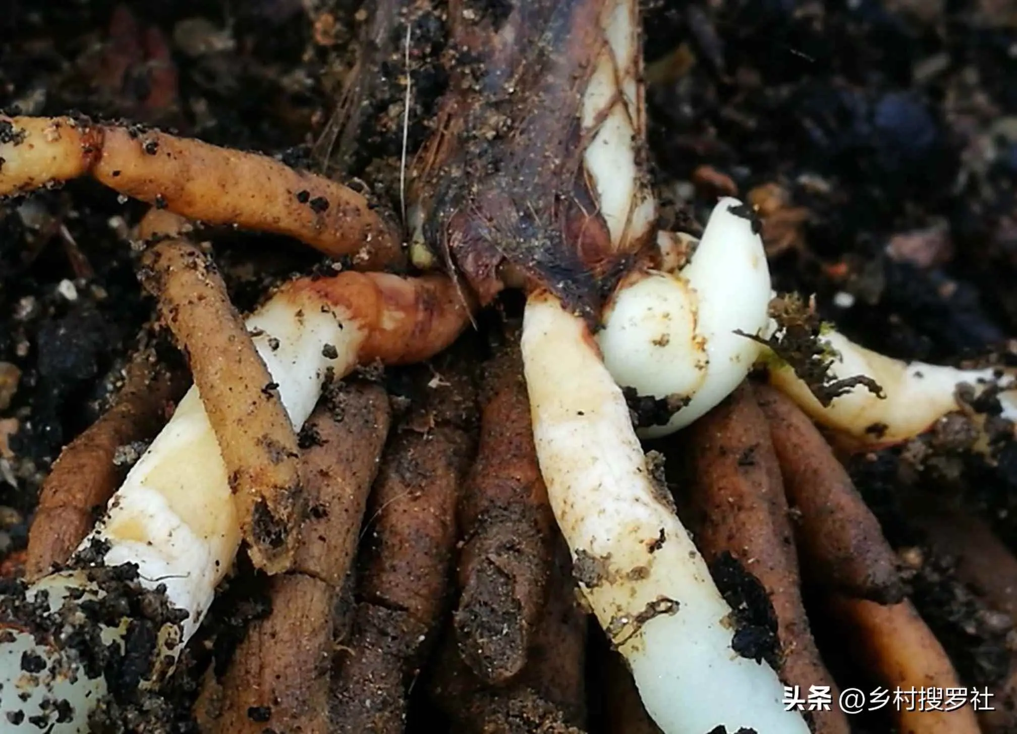 兰花为什么不长新芽了？兰花老苗不发芽怎么办？